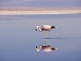 Andean Flamingo (Phoenicopterus Andinus) in Water