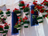 Green and White Plantpots Containing Red Geraniums