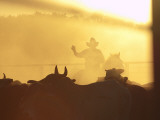 Man on Horse Working Cattle in Yards  Bullo River Station  Near Kununurra