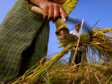 Women Harvesting