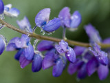 Close-Up of Lupine