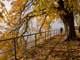 Tree-Lined Promenade Along Shore of the Bodensee (Lake Constance)