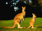 Kangaroo and Joey