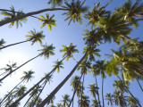Coconut Palm Trees