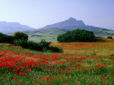 Rolling Hills with Poppies Near Olvera