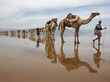 Hundreds of Camels Coming to Lake Asele to Collect Salt Block