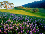 Carmel Valley in Spring