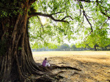 Man Sitting under a Banyan Tree