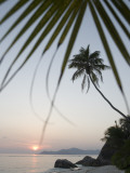 Coconut Tree Sunset Silhouette at Pte Source D'Argent