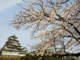Himeji-Jo (Castle) and Blossoms