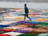 A Dhobiwala (Laundryman) Walking Among Washing on Banks of Yamuna River