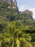 Coconut Trees and Mountain from Mahe International Airport
