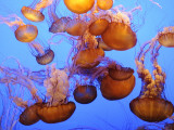 Jellyfish at the Monterey Bay Aquarium