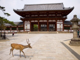 Deer Strolling Past Entrance Gate to Todai-Ji (Temple)