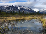 Beaver Pond Beneath Peaks of the St Elias Range