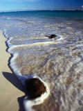 Coconut Washed Up on Beach  Bavaro