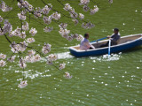Rowing Along Cherry Blossom-Lined Chidorigafuchi