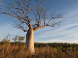 Boab (Adansonia Gregorii) in Dry Season When Tree Is Deciduous  Calder River  West Kimberley