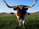 Texas Longhorn Cattle