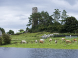 Cattle and Round Tower