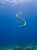 Banded Sea Snake from Rear
