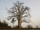 Baobab Tree