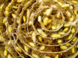Silk Worm Cocoons