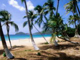 Palm Trees Facing Beach