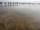 Hundreds of Camels Coming in to Lake Asele to Collect Salt Blocks