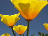 Yellow California Poppies (Eschscholzia Californica)