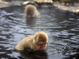 Snow Monkeys (Japanese Macaque) in Jigokudani Yaen-Koen Hot Spring