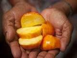 Caju or Cashew Fruit