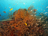 School of Glasfish