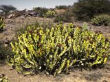 Flowering Desert Cactus in Harraz Mountains