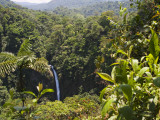 Waterfall and Rainforest