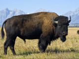 Bison