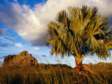 Endemic Bismarck Palm (Bismarckia Nobilis) with Distant Rocky Outcrop