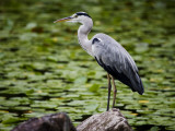 Bird in the Gardens at Heian-Jingu Shrine
