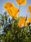 California Poppies