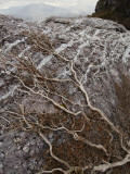 Prostrate Shrub on Glaciated Conglomerate Rock with Quartz Veins  Tyndall Range