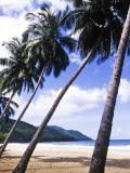 Palm Trees on Beach