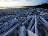 Driftwood on Long Beach