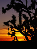 Joshua Trees Silhouetted at Sunset  Mojave National Preserve