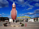 Big Galah  Kimba