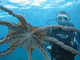 Diver Looking at Octopus at Blue Safari Submarine