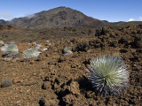 Crater Interior with Silversword (Ahinaahina) Plants