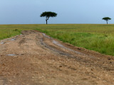 Dirt Road and Acacia Trees in Reserve