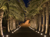 Palm-Lined Path and Pier at Night