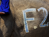 Chalk Drawn Number on Elephant Hide at Elephant Polo King's Cup