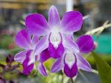 Flowering Orchid